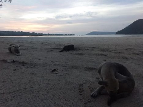 Koh Rong Sanloem e i cani