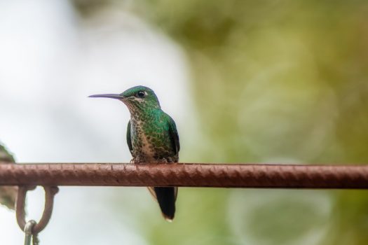 Colibrì nella savana che brucia